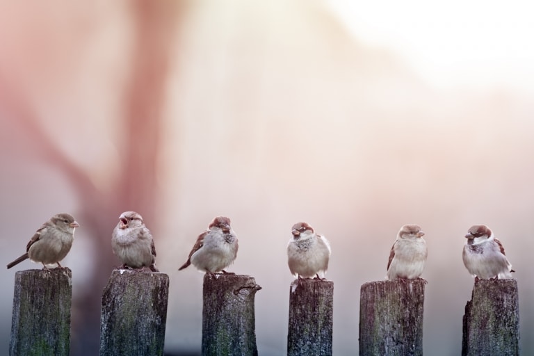 Spatzen (Passer domesticus) - depositphoto/@ivankmit