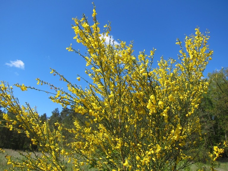 Der Ginster blüht in der Lüneburger Heide
