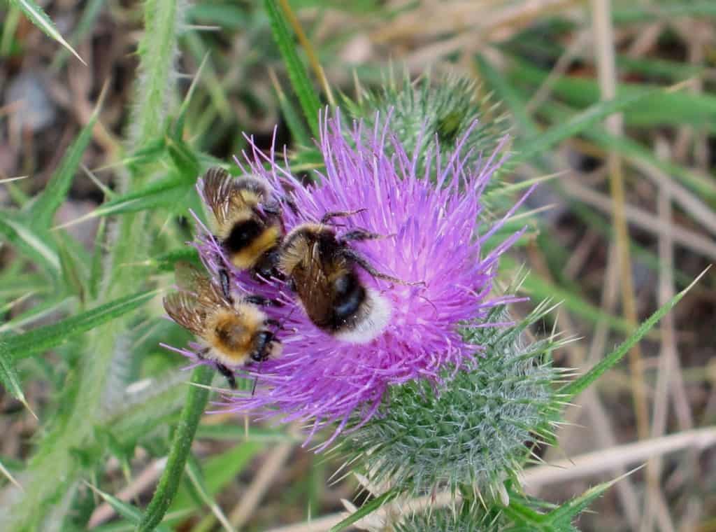 Distelblüte mit Insekten | schoene-heide.de Pietzmoor in Schneverdingen: Blühende Distel wird von Insekten besucht