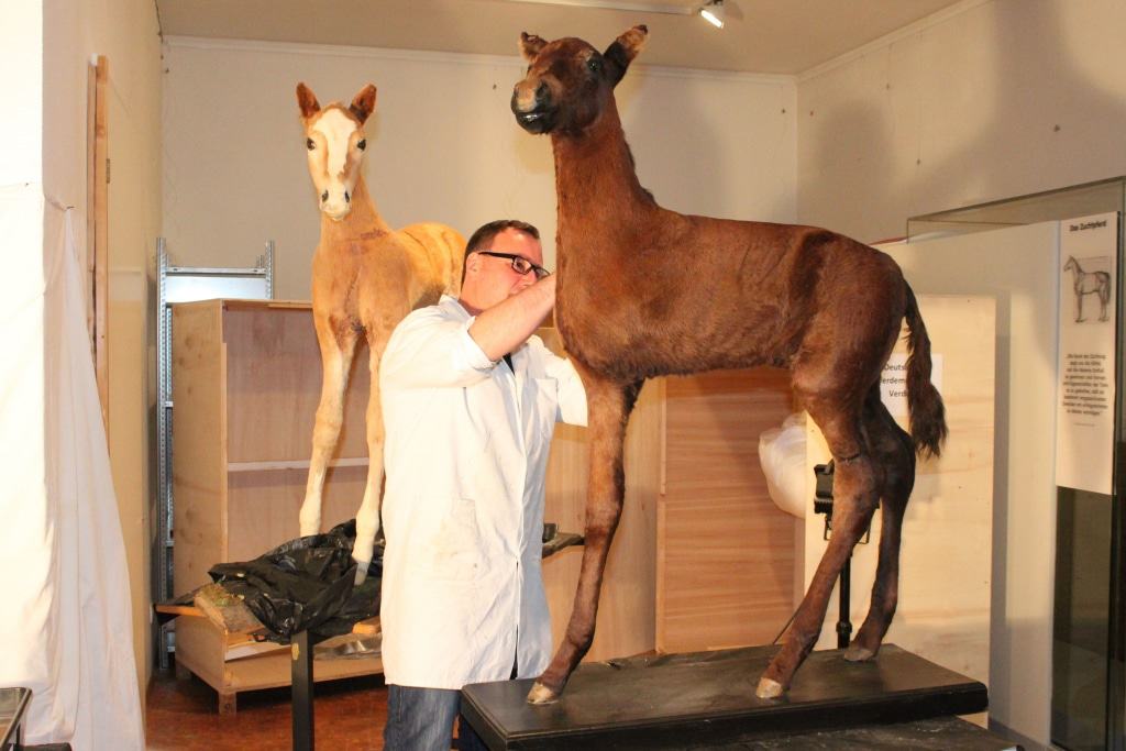 Tierpräparator Christoph Dose bei der Restaurierung der beiden Fohlenpräparate im DPM. Foto: DPM