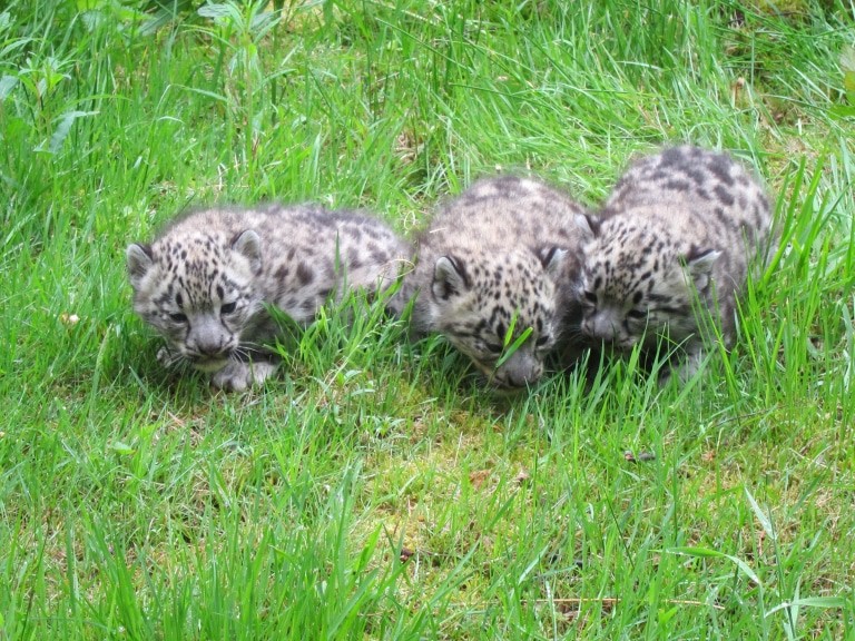 Die letzten Schneeleoparden-Jungen wurden 2015 im Wildpark geboren, dies ist die sechste Geburt im Wildpark seit Ende der 1990er Jahre.