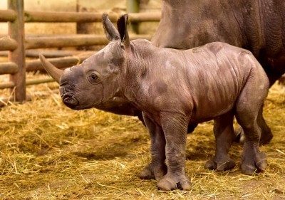 Drei Tage ist der kleiine Breitmaulnashornbulle auf diesem Foto alt. Foto: Serengeti-Park Hodenhagen