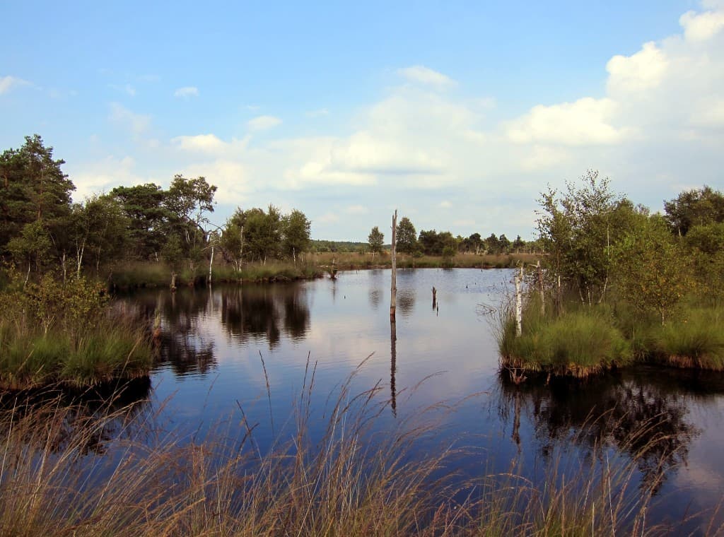 Wasserfläche im Pietzmoor | schoene-heide.de Renaturierung im Pietzmoor in Schneverdingen - ehemaliger Torfstich