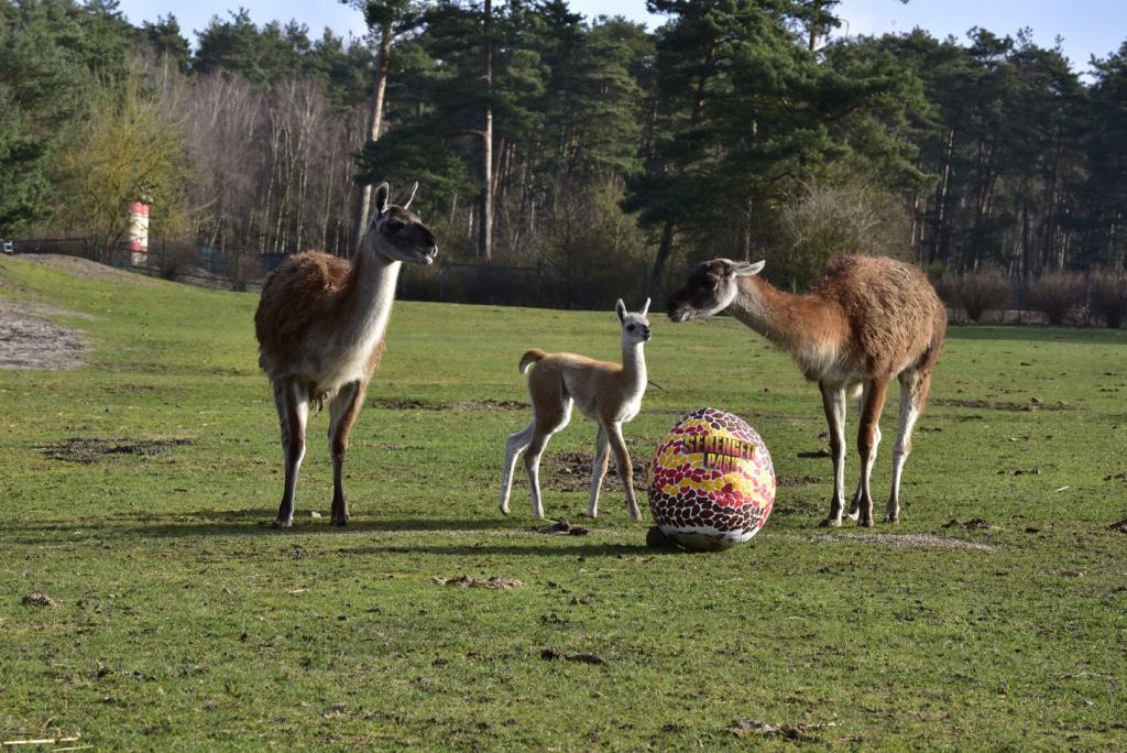 Am Ostersonntag findet wieder die beliebte Aktion "Eintritt frei mit Osterei!" statt. Foto: Serengeti-Park Hodenhagen