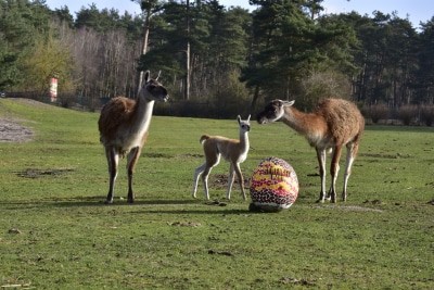 Am Ostersonntag findet wieder die beliebte Aktion "Eintritt frei mit Osterei!" statt. Foto: Serengeti-Park Hodenhagen