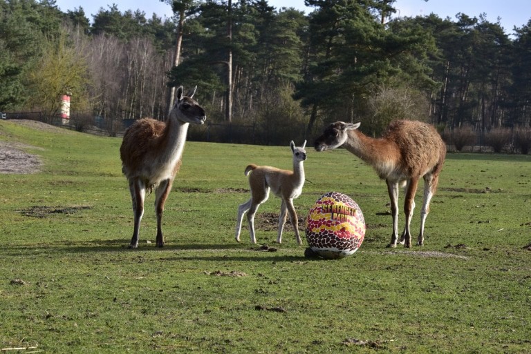 Am Ostersonntag findet wieder die beliebte Aktion "Eintritt frei mit Osterei!" statt. Foto: Serengeti-Park Hodenhagen