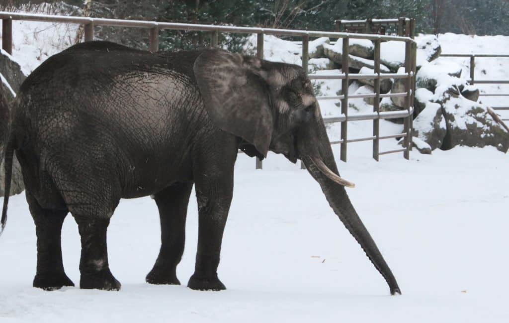 Elefantenkuh Umtali im Schnee, Foto: Serengeti Park