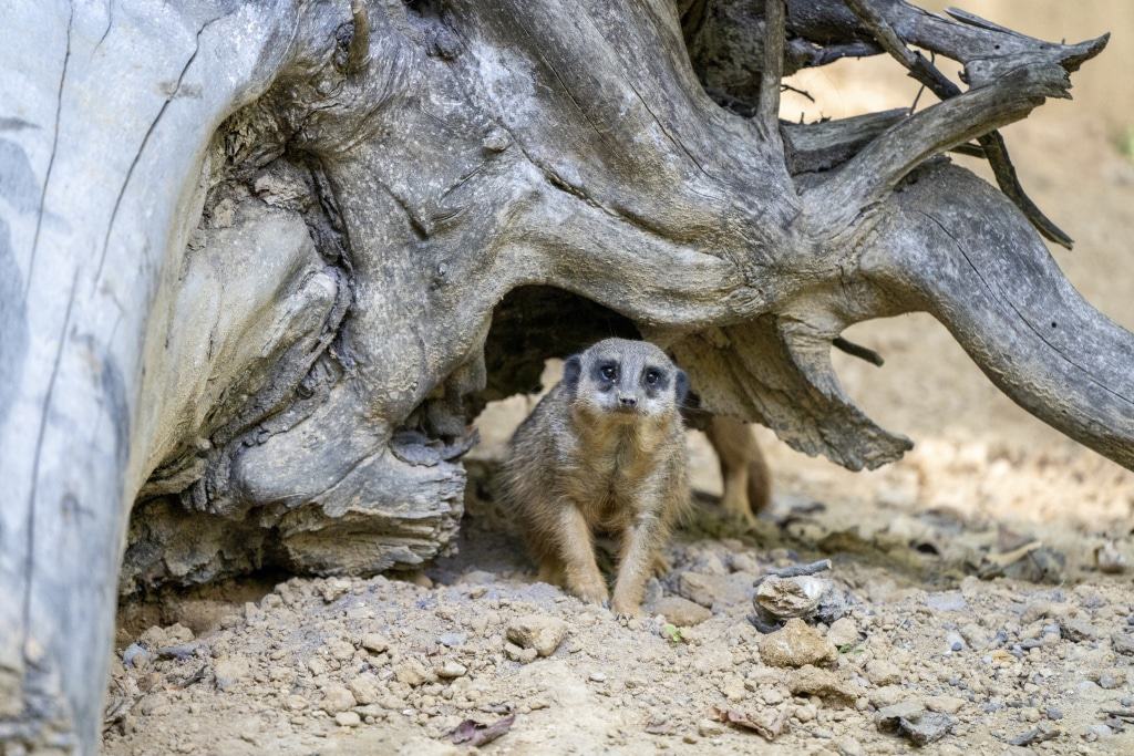 Erdmännchen, Foto: Serengeti-Park Hodenhagen