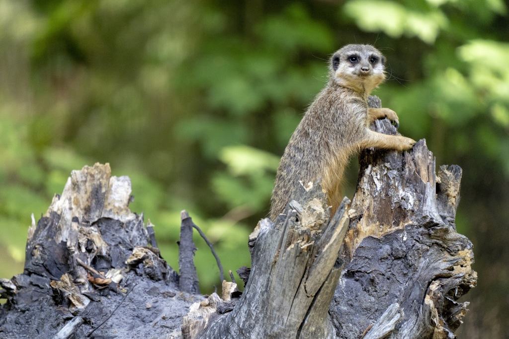 Erdmännchen, Foto: Serengeti-Park Hodenhagen