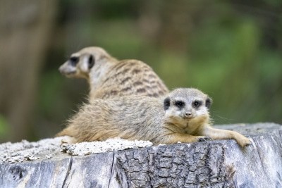 Erdmännchen, Foto: Serengeti-Park Hodenhagen