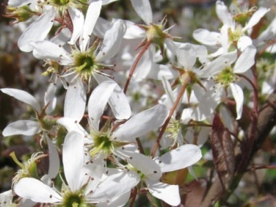 Weiße Blütenpracht der Felsenbirne im Frühjahr