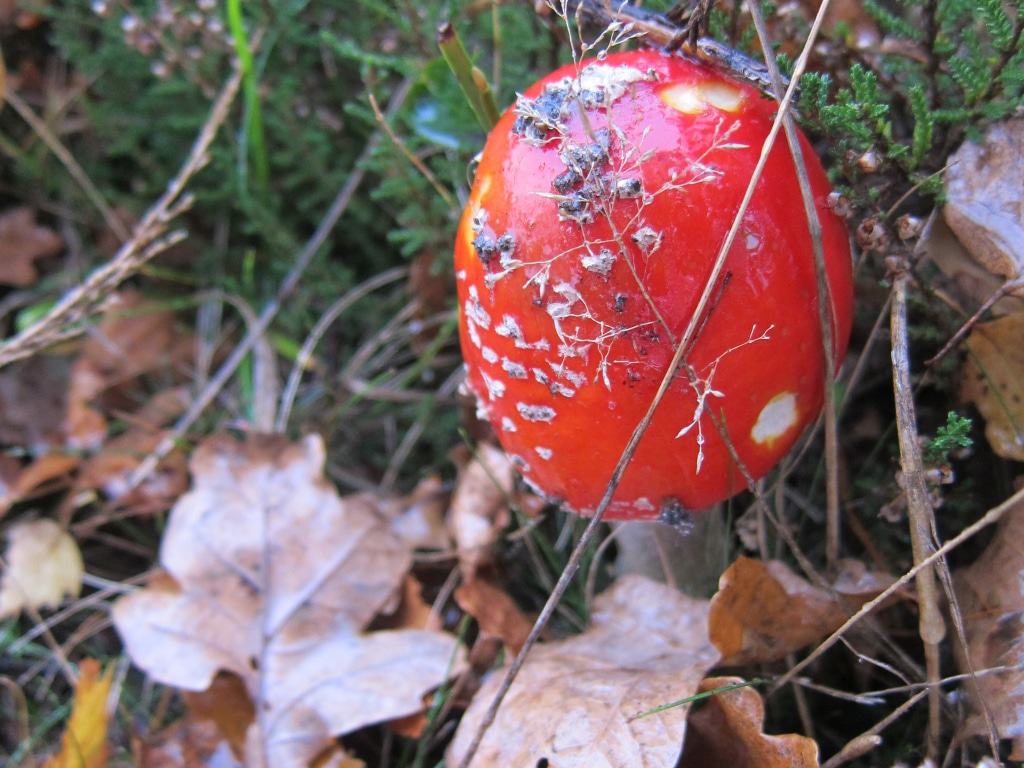 Fliegenpilz am Wegesrand in der Lüneburger Heide Fliegenpilz (Amanita muscaria) am Wegesrand