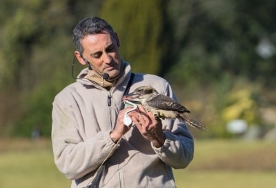 In der Flugshow mit Vogeltrainer German Alonso zeigt der Lachende Hans seine besondere Jagdtechnik. Foto: Weltvogelpark Walsrode
