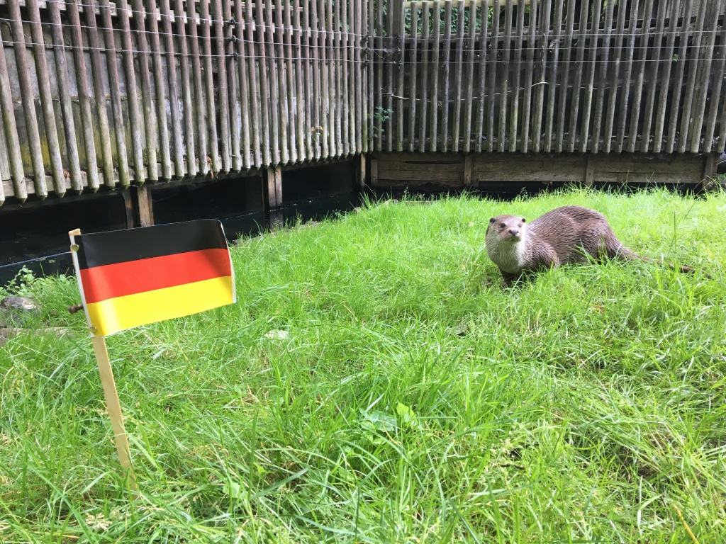 Otter Zamba aus dem OTTER-ZENTRUM bei seiner Entscheidungsfindung © Aktion Fischotterschutz e.V.