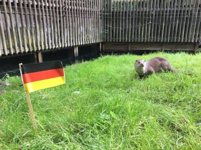 Otter Zamba aus dem OTTER-ZENTRUM bei seiner Entscheidungsfindung © Aktion Fischotterschutz e.V.