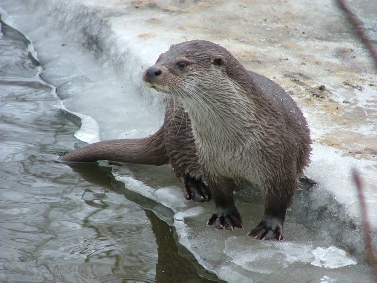 Fischotter - Foto: Otter-Zentrum, Hankensbüttel