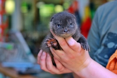 Dienstags und mittwochs kann man im OTTER-ZENTRUM dabei sein, wenn der kleine Otter sein Fläschchen bekommt. © Aktion Fischotterschutz e.V.