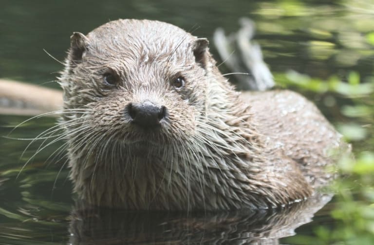 Der seltene Fischotter lebt ausgesprochen heimlich und versteckt, so dass es besonderer Maßnahmen bedarf, um sein Vorkommen zu kartieren. Foto: Aktion Fischotterschutz e. V.