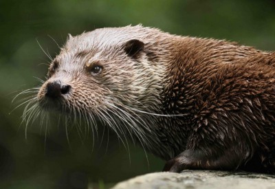 Der seltene Fischotter lebt ausgesprochen heimlich und versteckt, sodass es besonderer Maßnahmen bedarf, um sein Vorkommen zu kartieren. Foto: Aktion Fischotterschutz