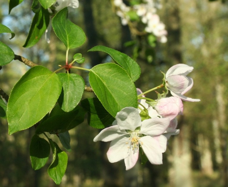 Wildapfel-Blüte Foto: H. J. Kelm/Niedersächsische Landesforsten