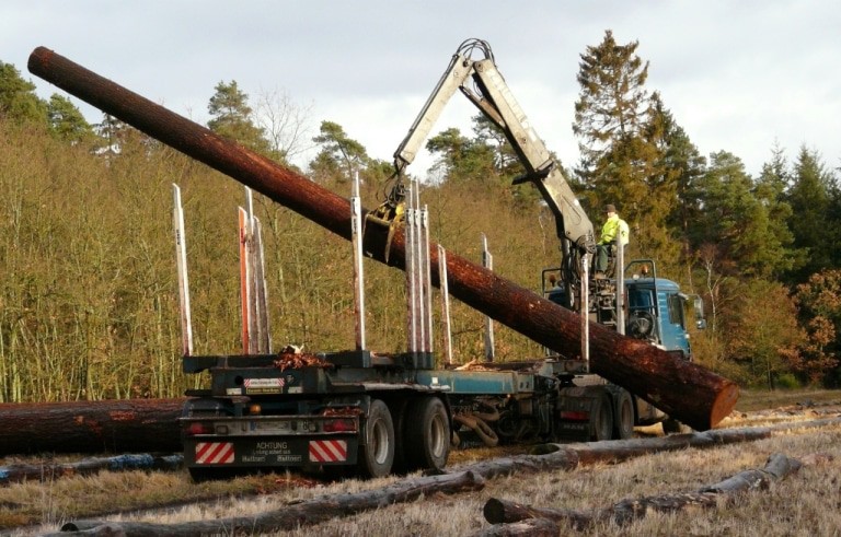 Von den Fuhrleuten werden die Nadelholz-Stämme am vorgegebenen Platz aufgereiht. (Foto: Niedersächsische Landesforsten)