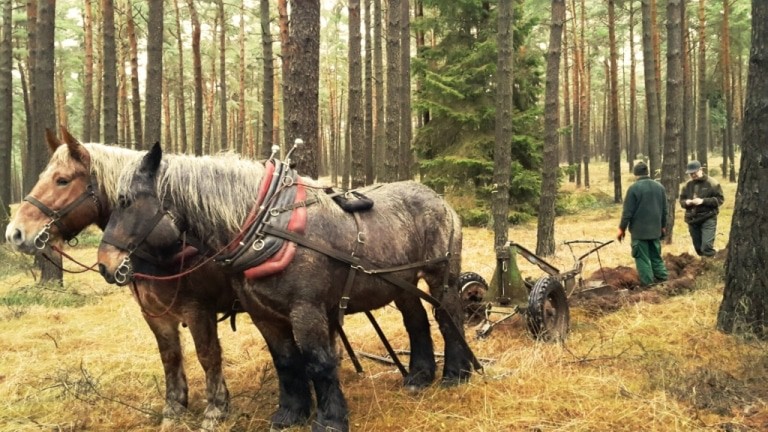 Die beiden Ardennen-Kaltblüter von Douke Eekman haben in der Försterei Gohlau Saatstreifen gepflügt. Foto: Siems / Niedersächsische Landesforsten
