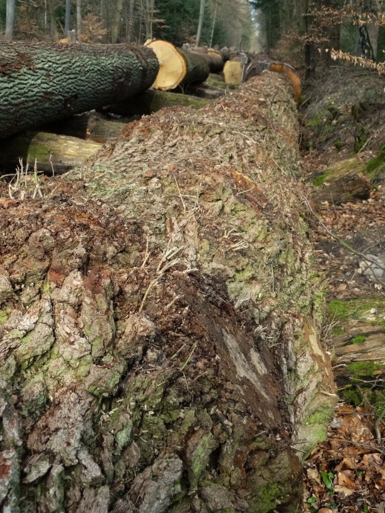 Begehrt war in diesem Jahr die so genannte „Wildeiche“. Sie zeichnet sich durch einen unregelmäßigen Wuchs mit kleinen Astbeulen und Reisern aus, das Holz ist lebhaft gemasert. (Foto: Ellen Byng)