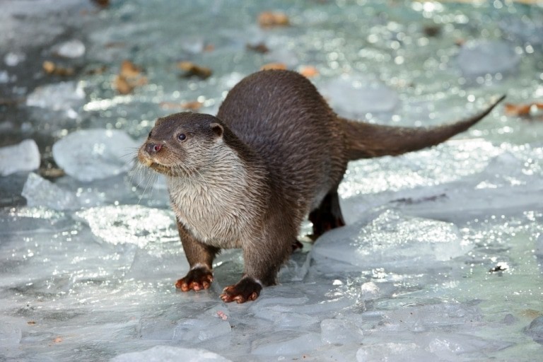 Im Februar immer ein besonderes Erlebnis im OTTER–ZENTRUM: Fischotter auf dem Eis © Aktion Fischotterschutz e.V.