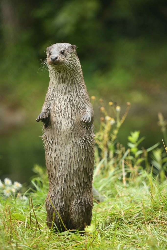 Namensgebendes Tier der einzigartigen Naturerlebniseinrichtung in Hankensbüttel: der Fischotter. © Aktion Fischotterschutz e.V.