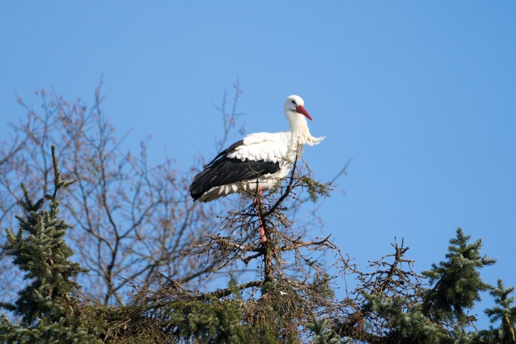 Freilebender Storch Foto: Weltvogelpark Walsrode