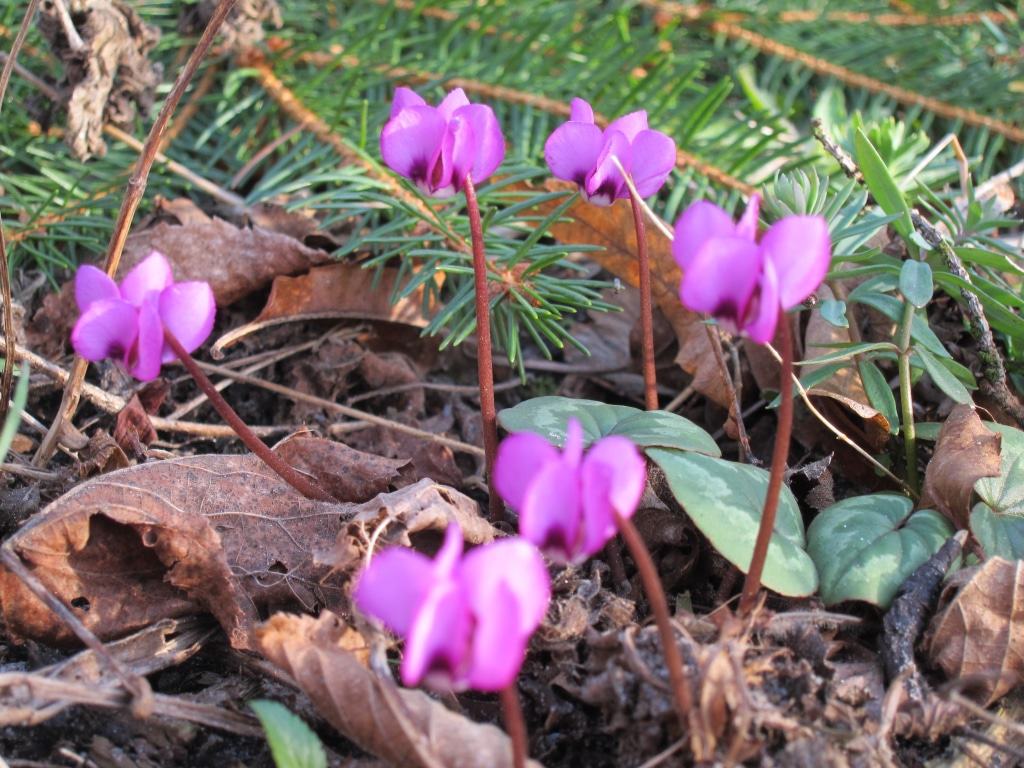 Bunte Farbkleckse im Frühlingsbeet - Frühlingsalpenveilchen (Cyclamen coum "Rubrum")