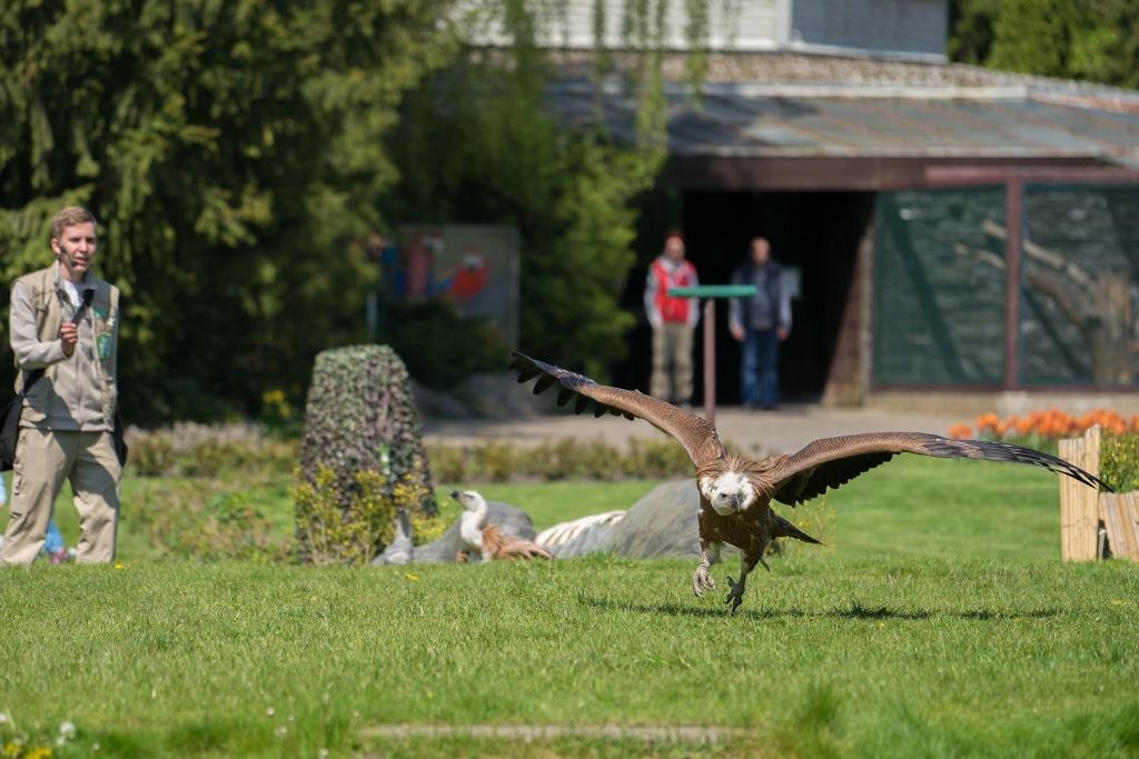 Um die große Bedeutung der Geier für die Umwelt zu unterstreichen, werden auch Günters Geiergeschwister in die Flugschau eingebunden. Foto: Weltvogelpark Walsrode