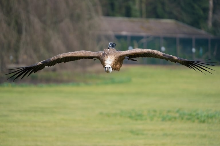 Gänsegeier Günther als Kameramann Foto: Weltvogelpark Walsrode