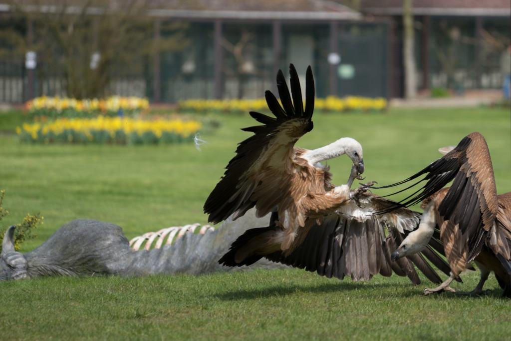 Geier sind weltweit vom Aussterben bedroht. Foto: Weltvogelpark Walsrode