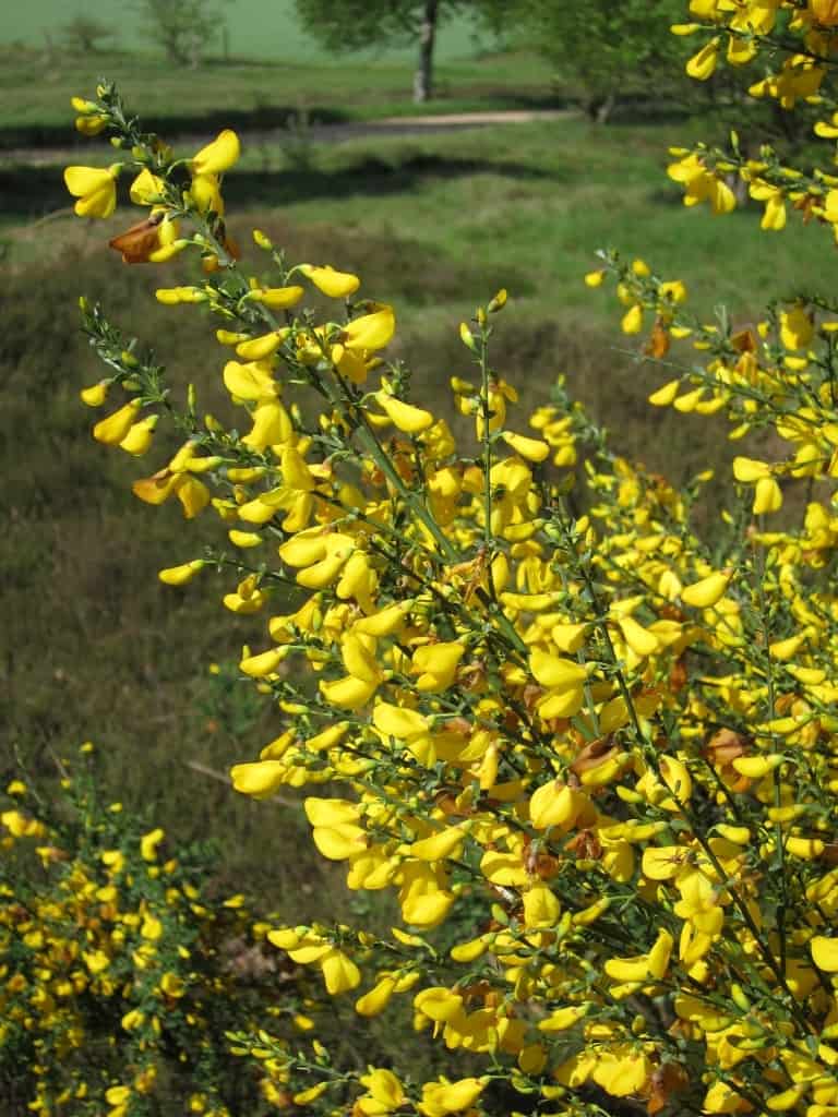Blühender Ginster in der Lüneburger Heide