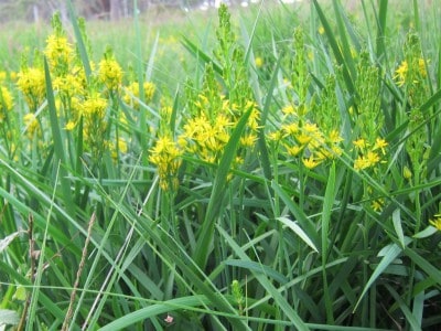 Moorlilie-Beinbrech-Möhrer-Moor-Schneverdingen