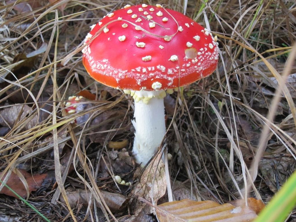 Giftiger Fliegenpilz (Amanita muscaria)