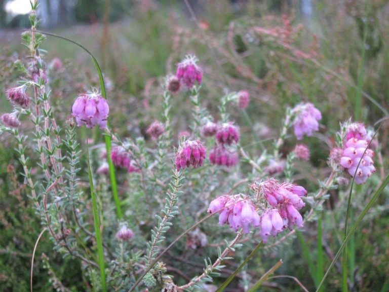 Blüht jetzt schon: Die Glockenheide (Erica tetralix), zum Beispiel im Möhrer Moor bei Schneverdingen