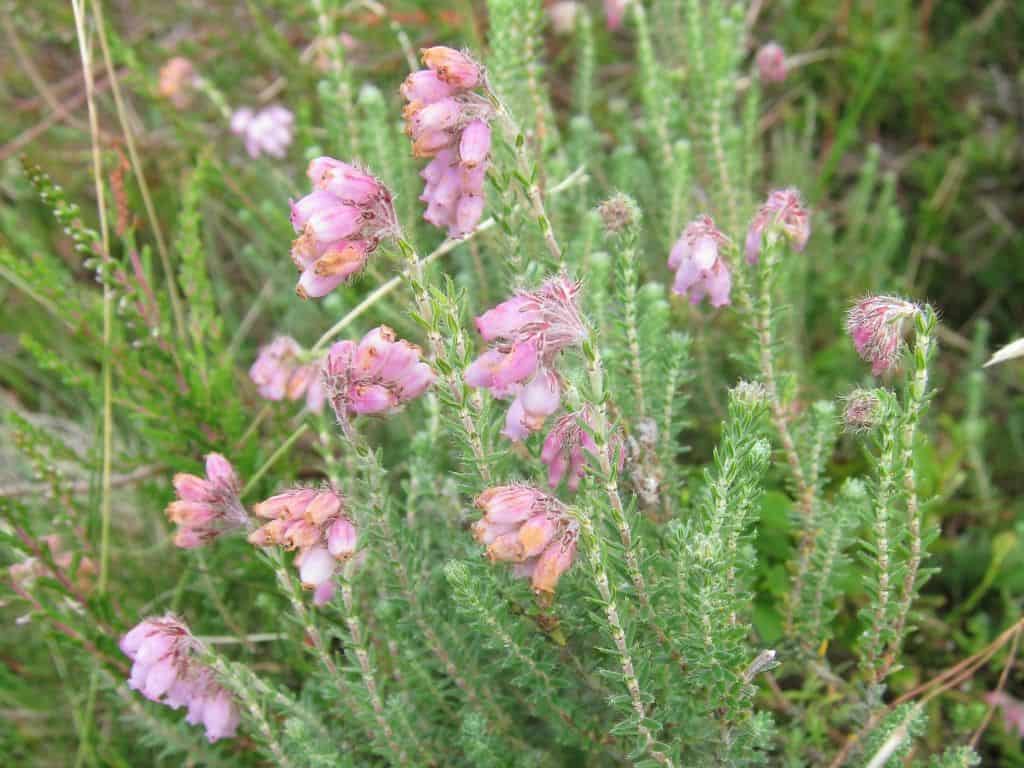 Glockenheide (Erica tetralix) beim Wilseder Berg am 15.07.2015 Blühende Erica tetralix (Glockenheide) (15.07.2015) Lüneburger Heide