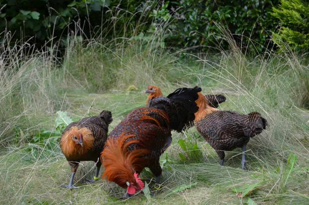 Arche-Tiere im Rundlingsmuseum: Goldbrakel-Hühner Foto: Dr. M. Fortmann