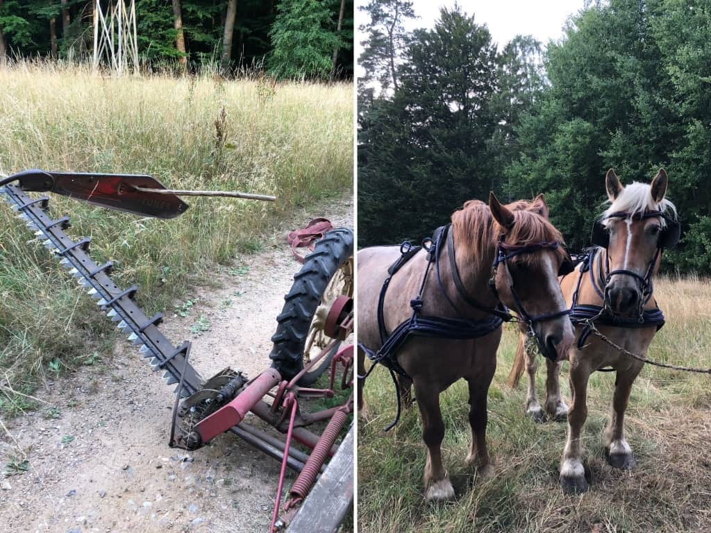 Pferdegespann und Balkenmähwerk als Arbeitsgerät für das Mähen der Grünflächen Foto: Niedersächsische Landesforsten