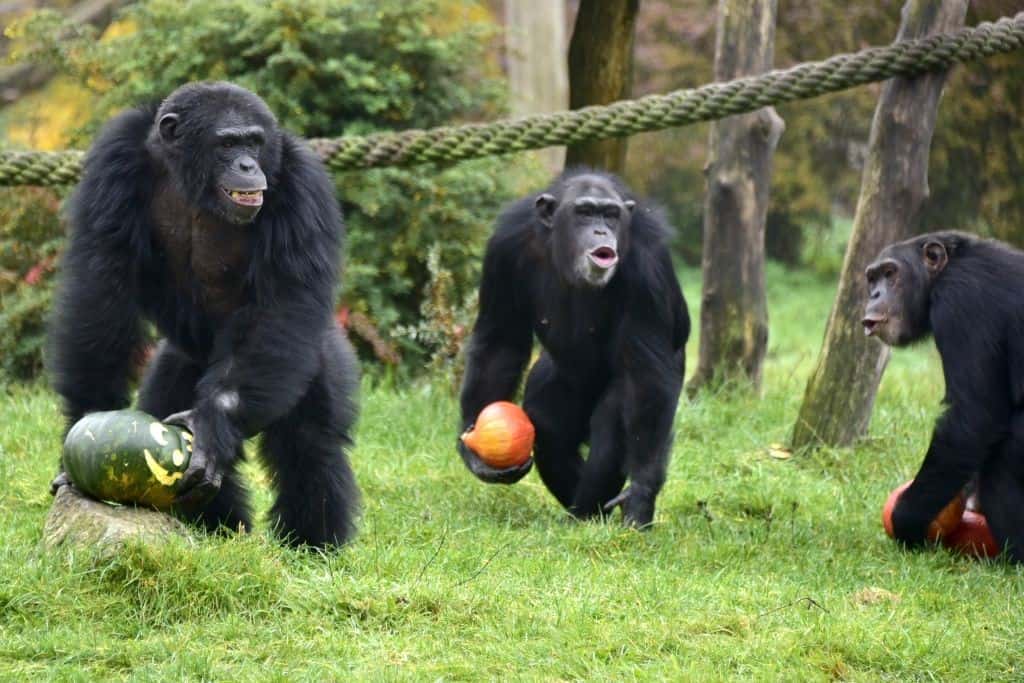 Schimpansen mit Kürbissen aus der Herbstaktion - Foto: Serengeti-Park 2015