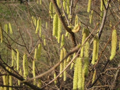 Männliche Blüten (Kätzchen) der Haselnuss (Corylus avellana)