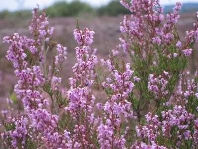 Heideblüte - Blühendes Heidekraut (Calluna vulgaris)