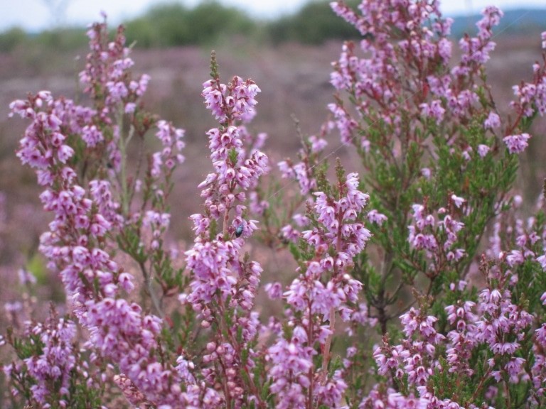 Heideblüte - Blühendes Heidekraut (Calluna vulgaris)