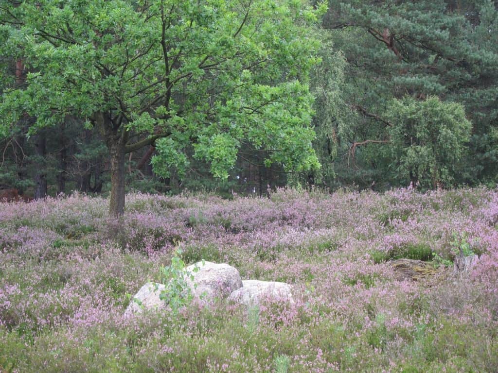 heidebluete-2015-schwindebecker-heide-soderstorf-2015-08-16 Findlinge, Eichen, Kiefernwald und Heideblüte in der Schwindebecker Heide 16.08.2015