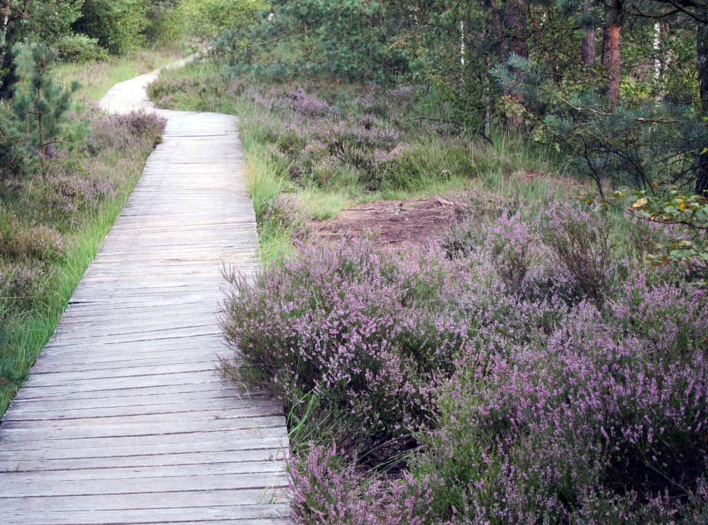 Blühendes Heidekraut im Pietzmoor| schoene-heide.de Pietzmoor in Schneverdingen zur Heideblütenzeit