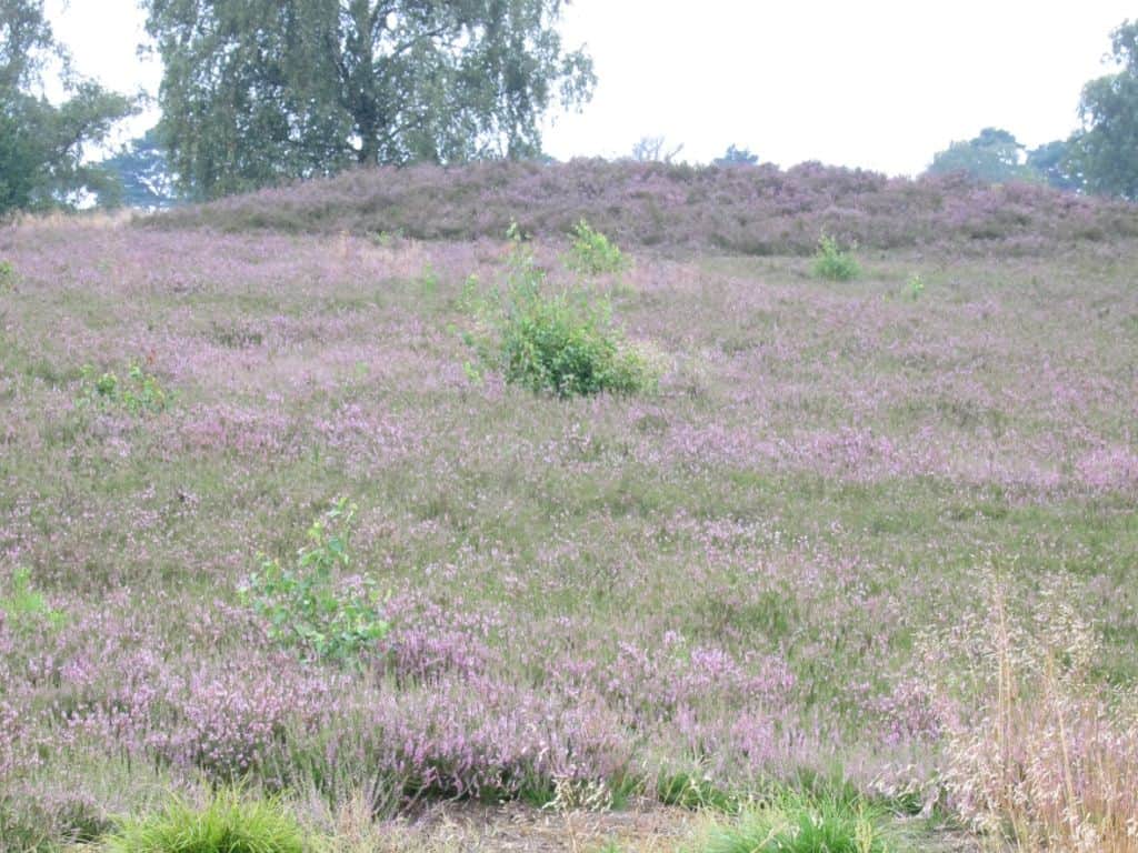 Heidefläche am Wietzer Berg - Heideblüte am 16.08.2015 Heideblüte am Wietzer Berg am 16.08.2015