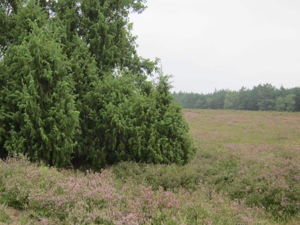 Heideblüte am Wietzer Berg bei Müden (Örtze) am 16.08.2015 Wacholder und blühendes Heidekraut Wietzer Berg 16.08.2015
