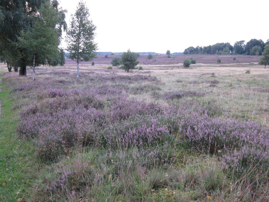 Blühende Heideflächen zwischen Tütsberg und Wulfsberg in Schneverdingen am 25.08.2015 Große blühenden Heideflächen zwischen Tütsberg und Wulfsberg am 25.08.2015 gegen Abend.